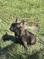 Ruby, a female French Bulldog for sale in Mims, FL – 7 of 7