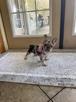 Birdie, a female French Bulldog for sale in Mims, FL – 10 of 10