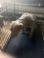 Foxy, a female American Pit Bull Terrier for sale in Manhattan, NY – Photo 6 of 7