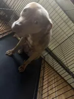 Foxy, a female American Pit Bull Terrier for sale in Manhattan, NY – Photo 3 of 7