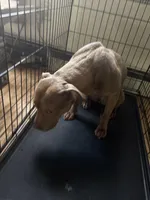 Foxy, a female American Pit Bull Terrier for sale in Manhattan, NY – Photo 4 of 7