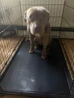 Foxy, a female American Pit Bull Terrier for sale in Manhattan, NY – Photo 1 of 7