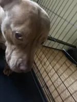 Foxy, a female American Pit Bull Terrier for sale in Manhattan, NY – Photo 5 of 7