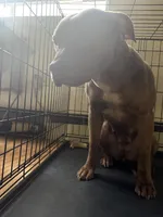 Foxy, a female American Pit Bull Terrier for sale in Manhattan, NY – Photo 7 of 7