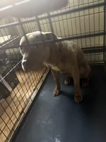 Foxy, a female American Pit Bull Terrier for sale in Manhattan, NY – Photo 2 of 7