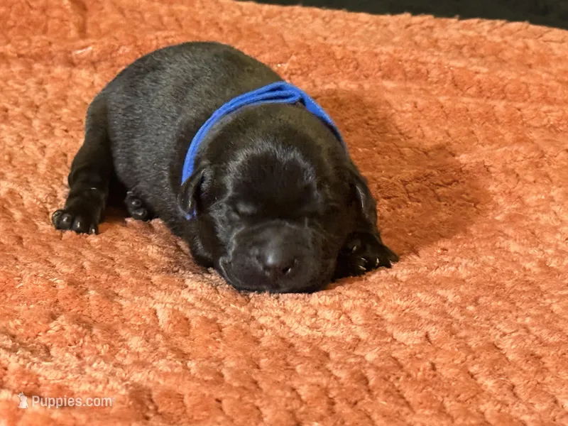 Black blue collar  – Labrador Retriever puppy for sale in Lexington, SC