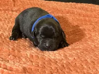 Black blue collar , a male Labrador Retriever for sale in Lexington, SC – Photo 1 of 2