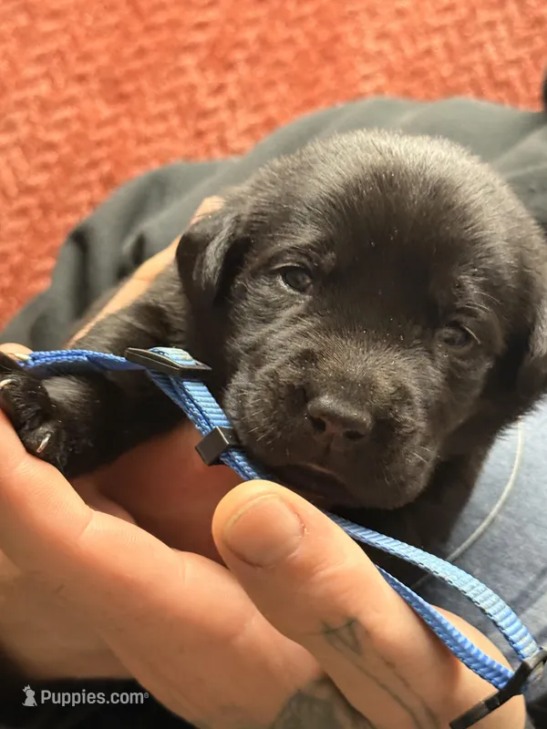 Black blue collar  – Labrador Retriever puppy on hold in Lexington, SC