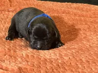 Black blue collar , a male Labrador Retriever for sale in Lexington, SC – Photo 2 of 2