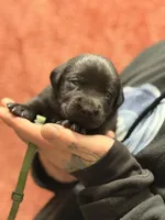 Black dark green collar , a female Labrador Retriever for sale in Lexington, SC – Photo 4 of 5