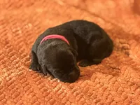 Black dark pink collar , a female Labrador Retriever for sale in Lexington, SC – Photo 1 of 2