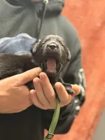 Black dark green collar , a female Labrador Retriever for sale in Lexington, SC – Photo 3 of 5