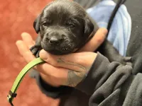 Black dark green collar , a female Labrador Retriever for sale in Lexington, SC – Photo 5 of 5