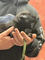Black dark green collar , a female Labrador Retriever for sale in Lexington, SC – Photo 2 of 5