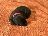 Black dark pink collar , a female Labrador Retriever for sale in Lexington, SC – Photo 2 of 2