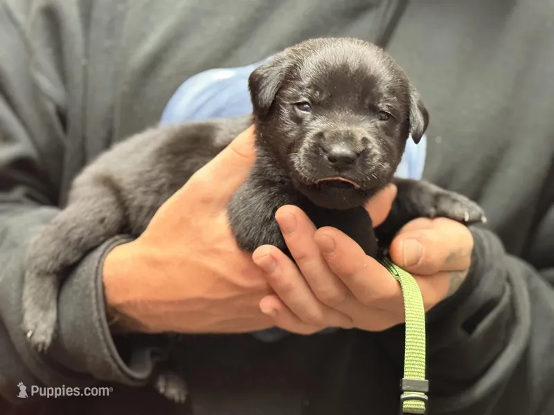 Black dark green collar  – Labrador Retriever puppy for sale in Lexington, SC