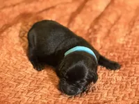 Black teal collar , a female Labrador Retriever for sale in Lexington, SC – Photo 2 of 2