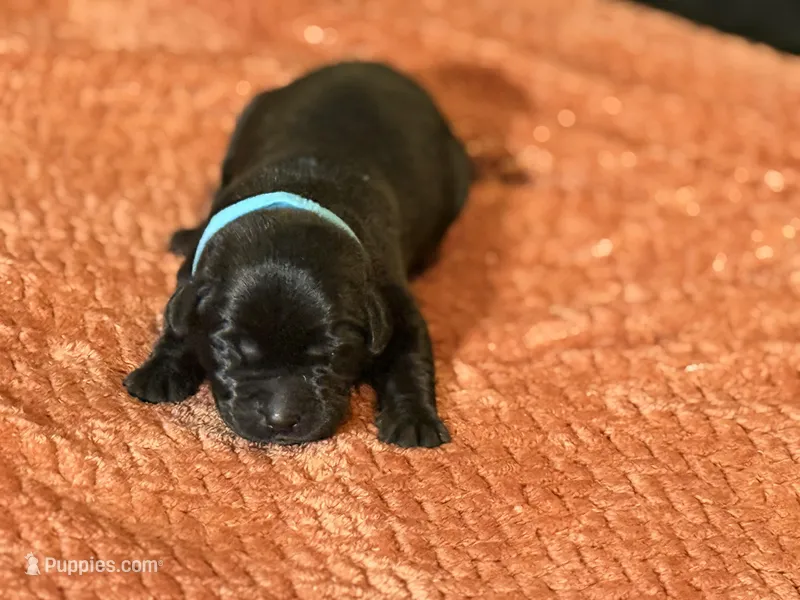 Black teal collar  – Labrador Retriever puppy for sale in Lexington, SC