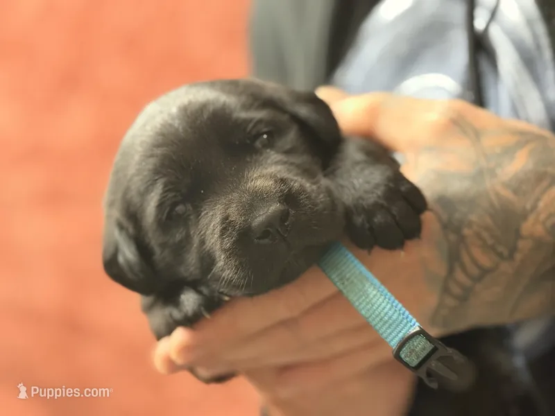 Black teal collar  – Labrador Retriever puppy for sale in Lexington, SC