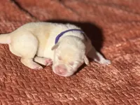 Yellow purple collar , a female Labrador Retriever for sale in Lexington, SC – Photo 2 of 2