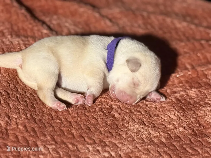 Yellow purple collar  – Labrador Retriever puppy for sale in Lexington, SC