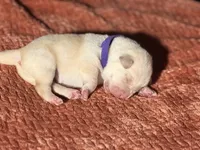 Yellow purple collar , a female Labrador Retriever for sale in Lexington, SC – Photo 1 of 2