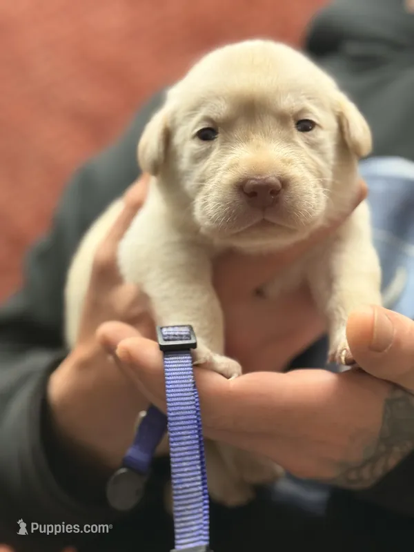 Yellow purple collar  – Labrador Retriever puppy for sale in Lexington, SC