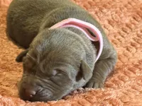 Chocolate pink collar , a female Labrador Retriever for sale in Lexington, SC – Photo 2 of 2