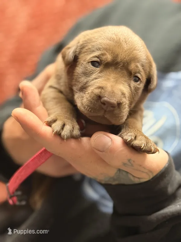 Chocolate hot pink collar  – Labrador Retriever puppy for sale in Lexington, SC