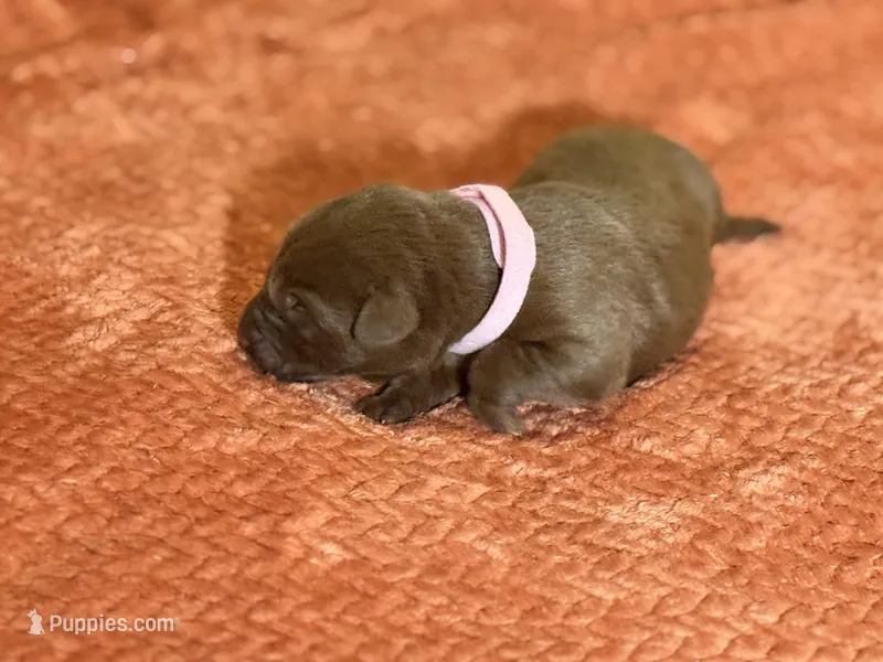 Chocolate pink collar  – Labrador Retriever puppy for sale in Lexington, SC