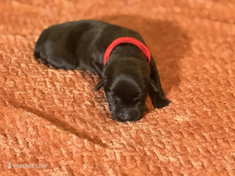 Black red collar  – Labrador Retriever puppy for sale in Lexington, SC