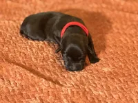 Black red collar , a male Labrador Retriever for sale in Lexington, SC – Photo 1 of 2