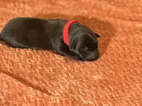 Black red collar , a male Labrador Retriever for sale in Lexington, SC – Photo 2 of 2