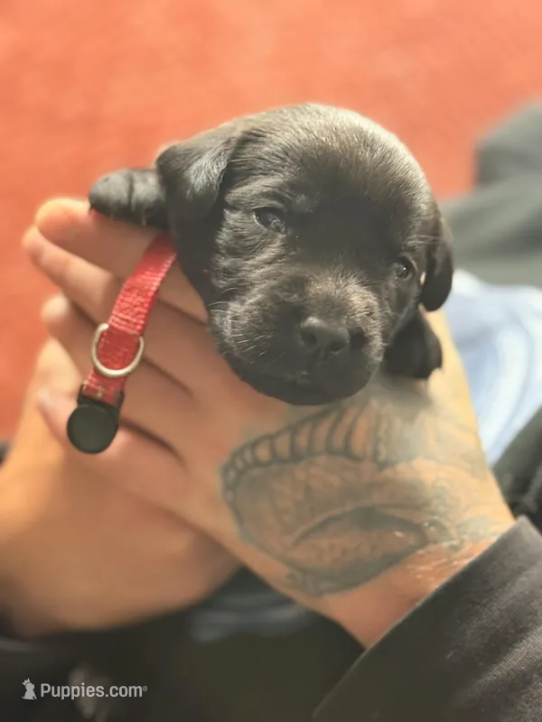 Black red collar  – Labrador Retriever puppy for sale in Lexington, SC