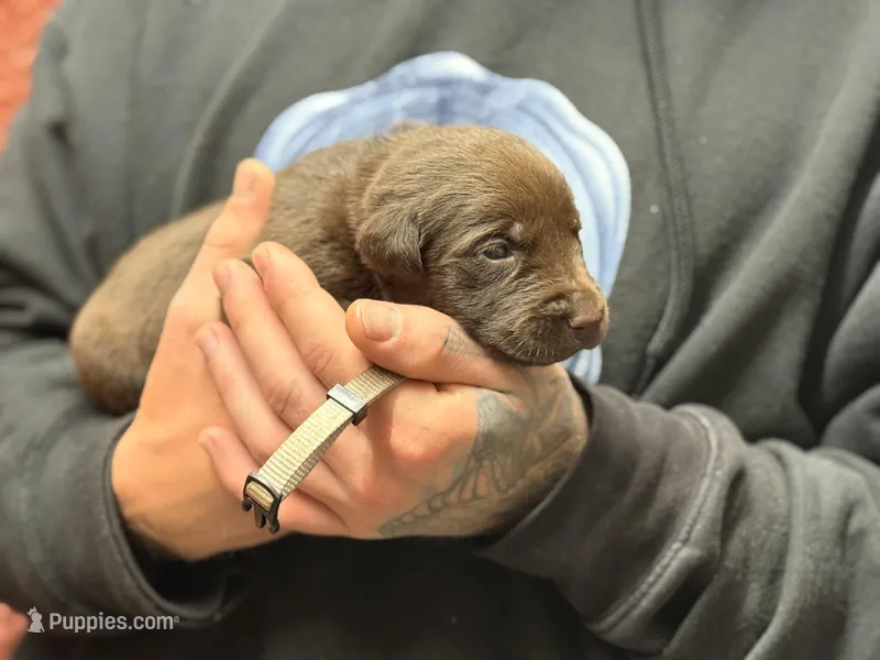 Chocolate grey collar  – Labrador Retriever puppy for sale in Lexington, SC