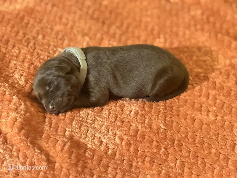 Chocolate grey collar  – Labrador Retriever puppy for sale in Lexington, SC
