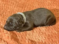 Chocolate grey collar , a female Labrador Retriever for sale in Lexington, SC – Photo 3 of 3