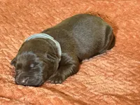 Chocolate grey collar , a female Labrador Retriever for sale in Lexington, SC – Photo 2 of 3