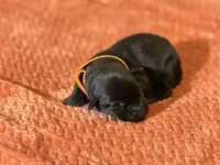 Black orange collar , a male Labrador Retriever for sale in Lexington, SC – Photo 3 of 3