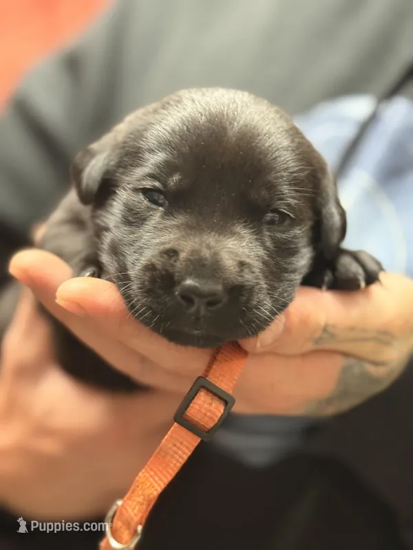 Black orange collar  – Labrador Retriever puppy for sale in Lexington, SC