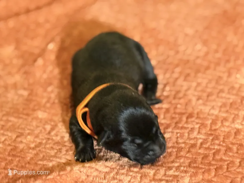 Black orange collar  – Labrador Retriever puppy for sale in Lexington, SC