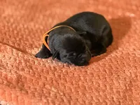 Black orange collar , a male Labrador Retriever for sale in Lexington, SC – Photo 2 of 3