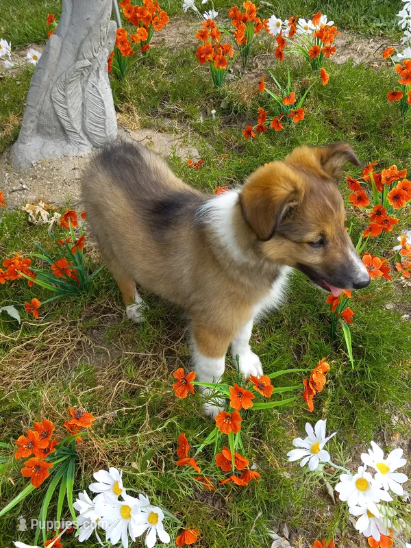 AKC Toby – Shetland Sheepdog puppy for sale in Lebanon, MO