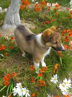 AKC Toby, a male Shetland Sheepdog for sale in Lebanon, MO – 1 of 7