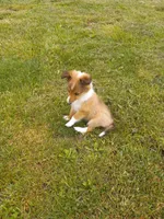 Little bit, a female Shetland Sheepdog for sale in Lebanon, MO – Photo 2 of 6