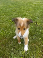 Little bit, a female Shetland Sheepdog for sale in Lebanon, MO – Photo 4 of 6