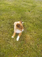 Little bit, a female Shetland Sheepdog for sale in Lebanon, MO – Photo 3 of 6