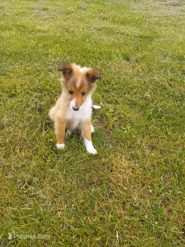 Little bit – Shetland Sheepdog puppy for sale in Lebanon, MO