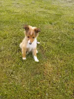 Little bit, a female Shetland Sheepdog for sale in Lebanon, MO – Photo 1 of 6