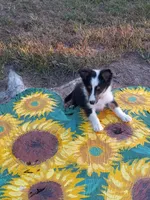 AKC Domino, a male Shetland Sheepdog for sale in Lebanon, MO – 7 of 9